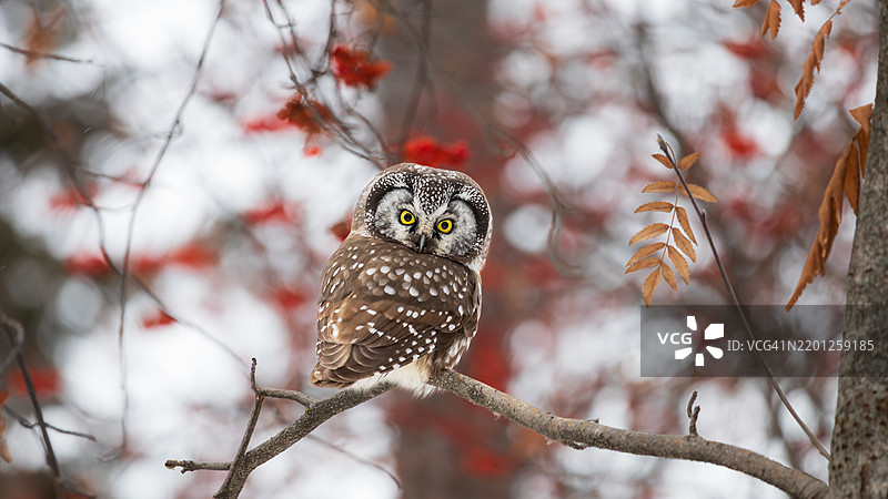 北方猫头鹰图片素材