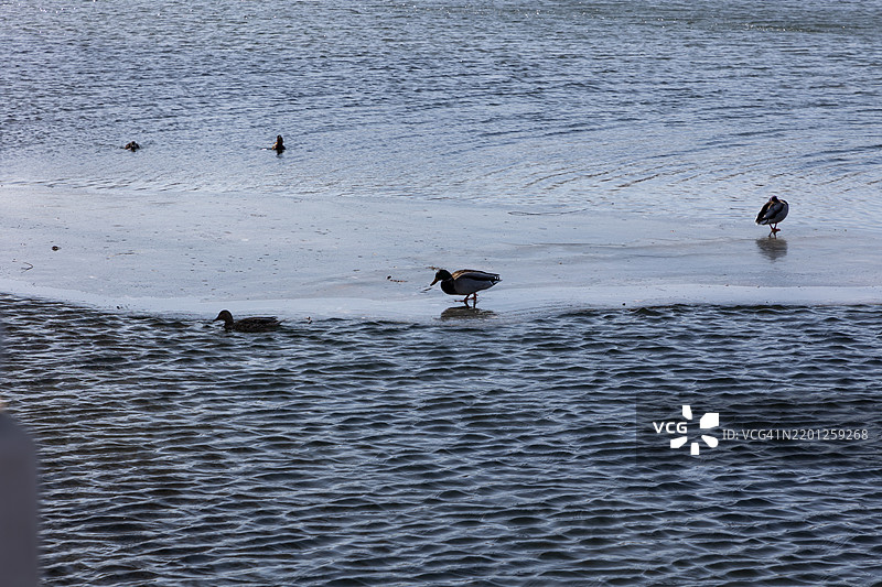 北京什刹海（后海）的冬季风景。图片素材