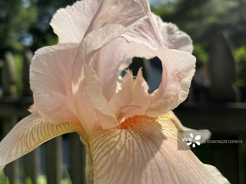 阳光明媚的花园中盛开的桃色鸢尾花特写图片素材