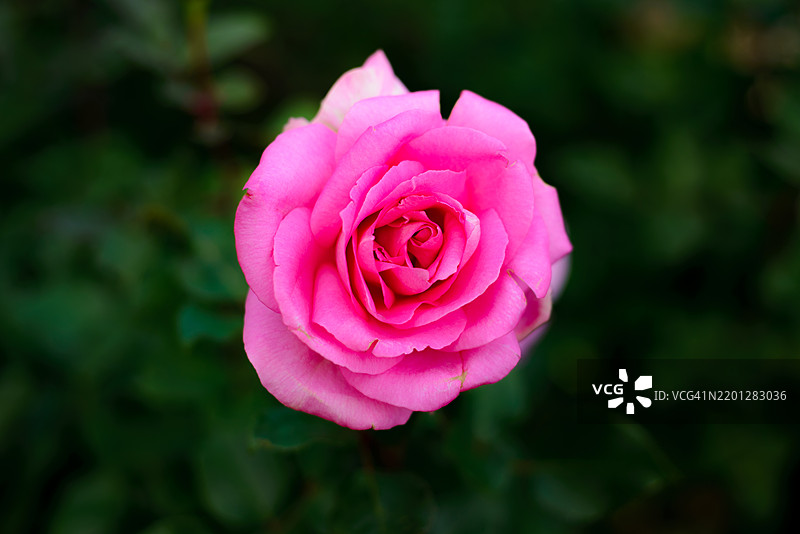 花园中的贝弗利玫瑰花。图片素材