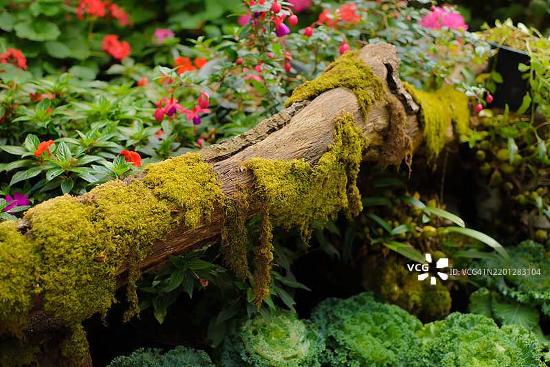 绿色苔藓生长在树皮上，周围环绕着各种花朵的背景。图片素材