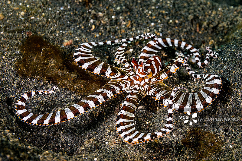 模仿章鱼（Thaumoctopus mimicus），印度尼西亚北苏拉威西伦贝海。图片素材