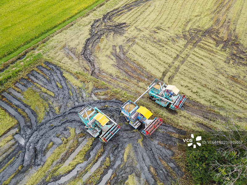 三台收割机在泥泞的稻田中作业图片素材