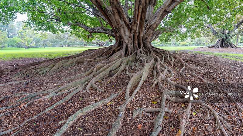 悉尼的无花果树，澳大利亚图片素材