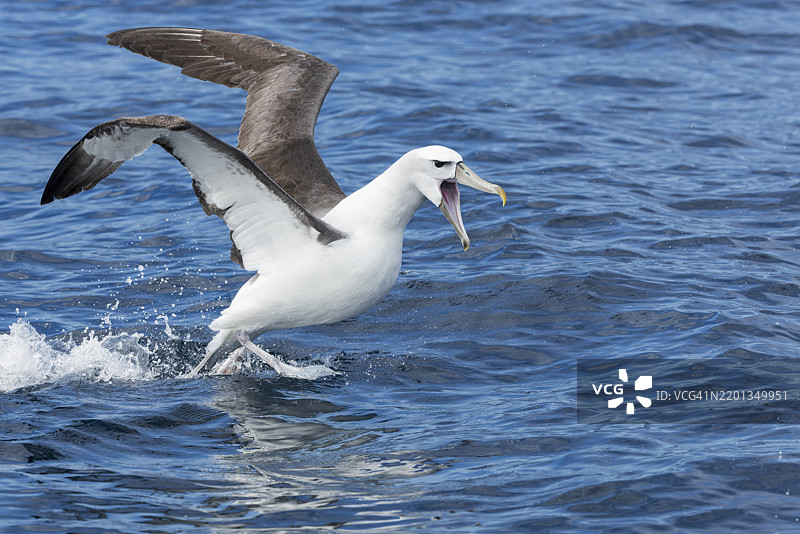 白顶信天翁（Thalassarche cauta）图片素材