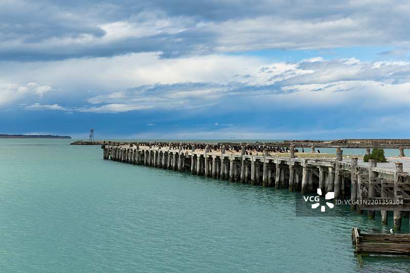 新西兰南岛奥马鲁港旧木栈桥上的斑点鸬鹚和奥塔哥鸬鹚繁殖群落图片素材
