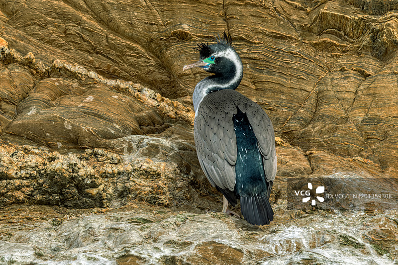 斑点鸬鹚（Phalacrocorax punctatus），新西兰特有种。图片素材