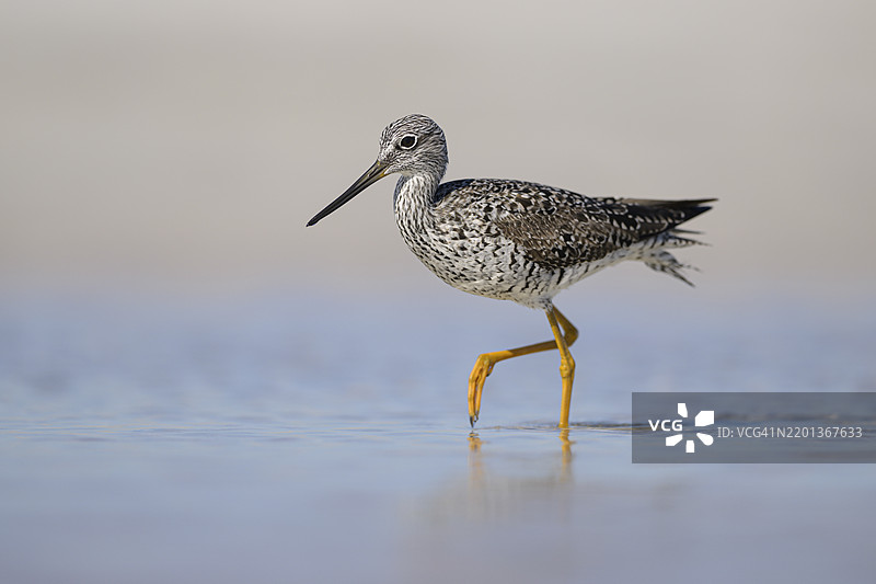 海滩上浅滩中的小黄腿鹬图片素材