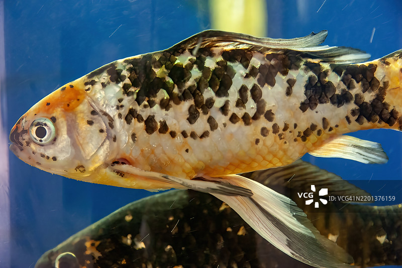 黑色和红色的锦鲤图片素材