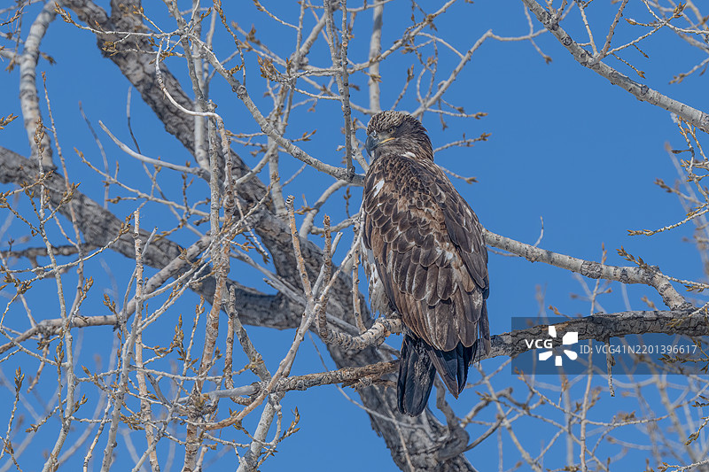 在美国内布拉斯加州奥加拉拉附近的麦克康纳基湖，一只幼年秃头鹰栖息在树上。图片素材