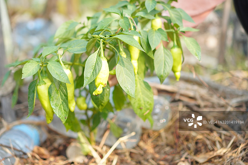 甜椒图片素材