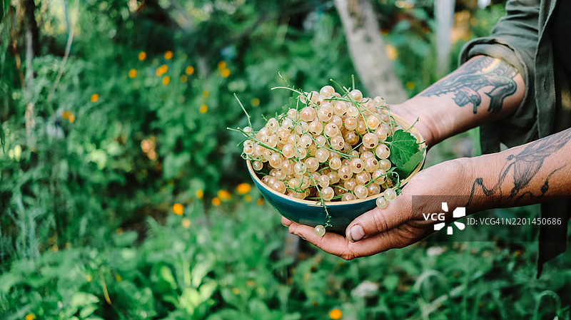 夏季花园中，女人农民手中捧着一碗成熟的白醋栗特写图片素材