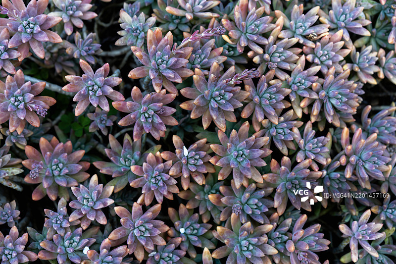 多肉植物特写图片素材