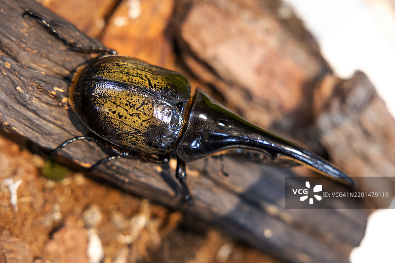 大力士甲虫图片素材