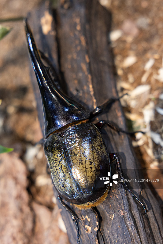 大力士甲虫图片素材