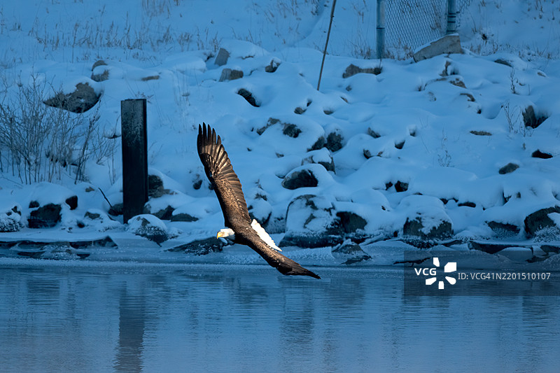 秃头鹰在美国内布拉斯加州奥加拉拉附近的麦克康纳湖低飞捕捉鱼类图片素材