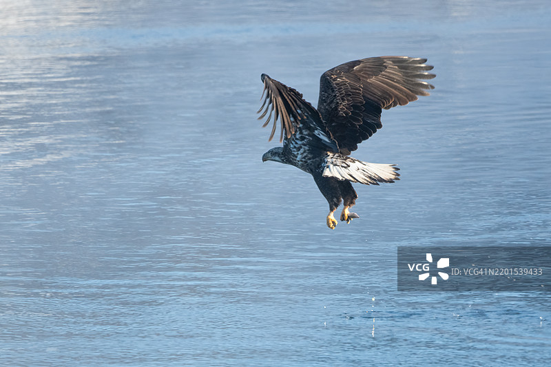 年轻的秃头鹰在美国内布拉斯加州奥加拉拉附近的麦克康纳湖捕捉鱼。图片素材