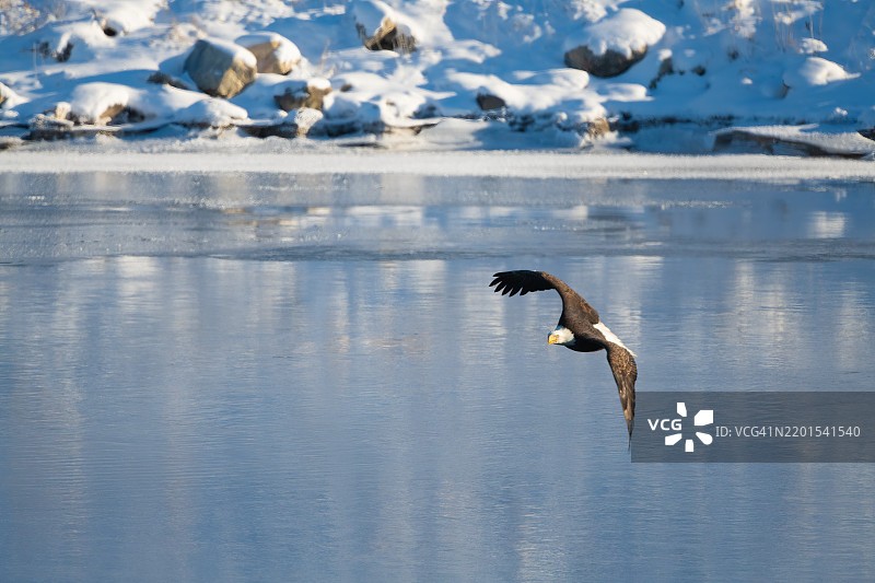 秃头鹰在美国内布拉斯加州奥加拉拉附近的麦克科纳基湖低飞捕捉鱼类图片素材