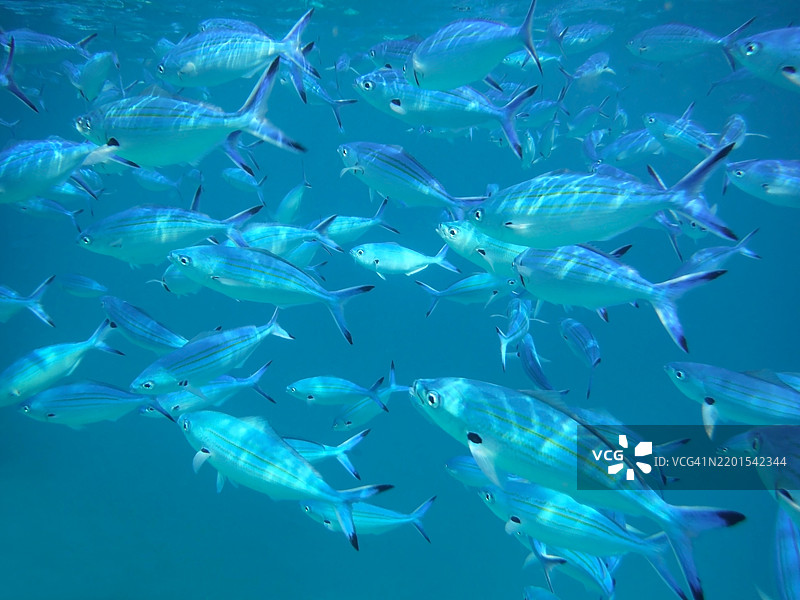 马尔代夫的变线鱼，Caesio varilineata。图片素材