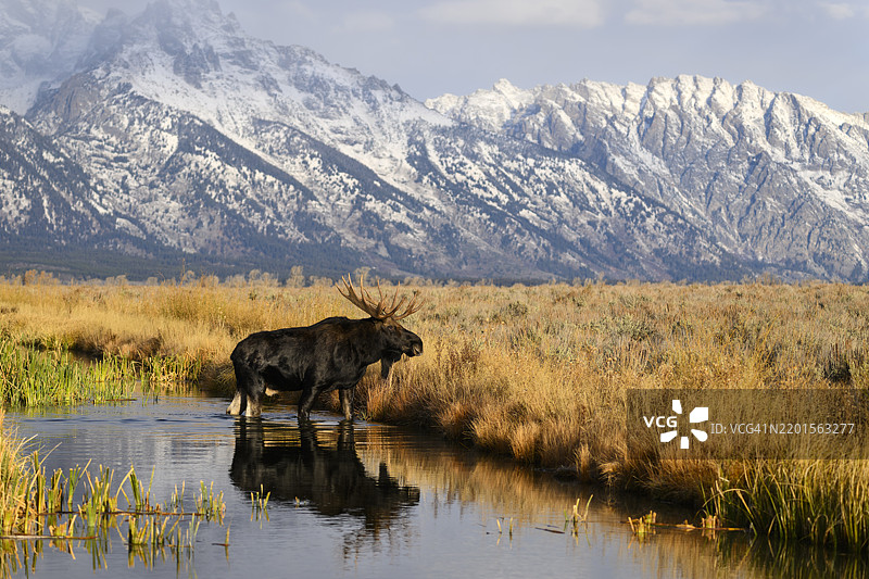 雄伟的公麋鹿（Alces alces）在提顿峰前的河流中。图片素材