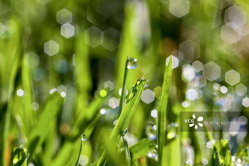 阳光下草坪上的雨滴图片素材