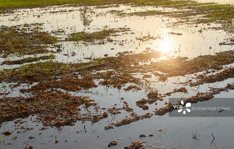 清晨光线下的泥泞稻田与水面倒影图片素材