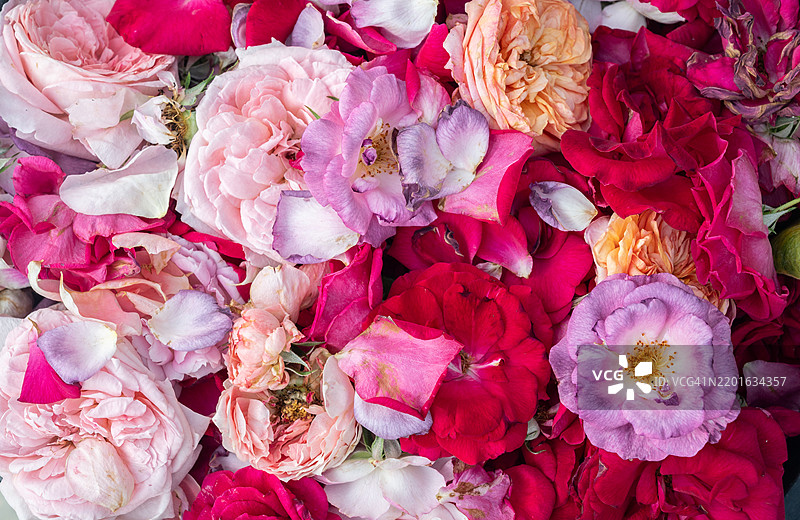 满框镜头拍摄的玫瑰花瓣掉落。花瓣掉落可能是根部受损或生病，无法供给花朵养分的迹象。图片素材