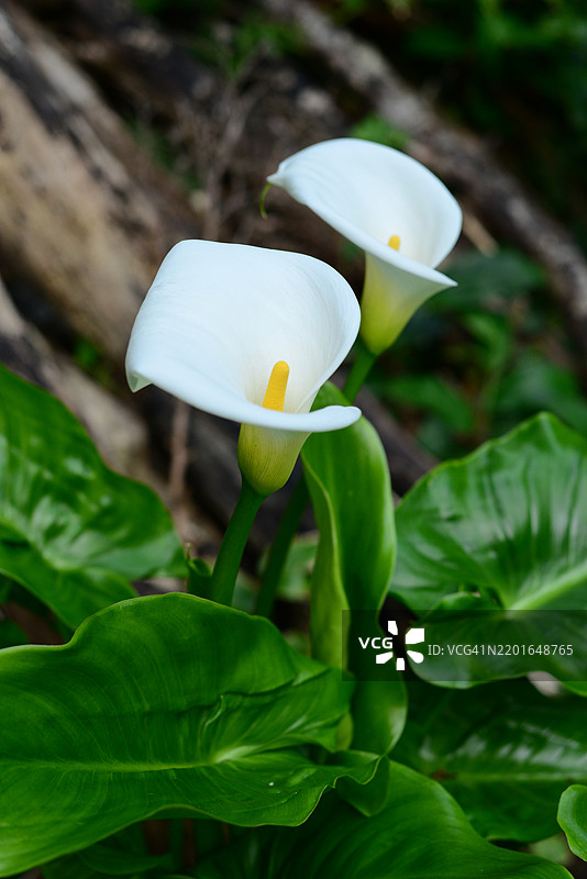 两朵优雅的白色马蹄莲在郁郁葱葱的绿叶中优雅绽放，背景是大地色调。图片素材