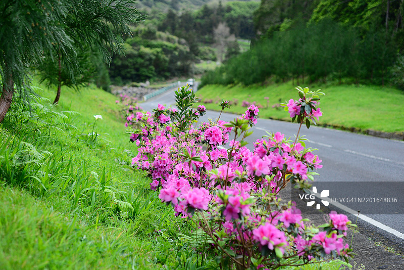 一排鲜艳的粉色花朵在蜿蜒的道路旁盛开，周围是郁郁葱葱的绿草和树木。图片素材