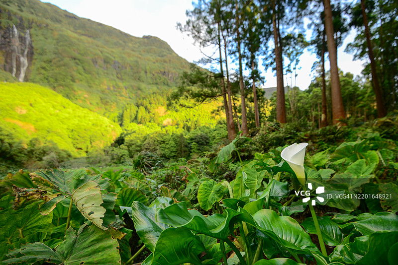 一朵孤独的白色马蹄莲优雅地矗立在郁郁葱葱的绿叶中，背景是被柔和阳光照亮的生机勃勃的森林山丘，远处有一条宁静的瀑布。图片素材
