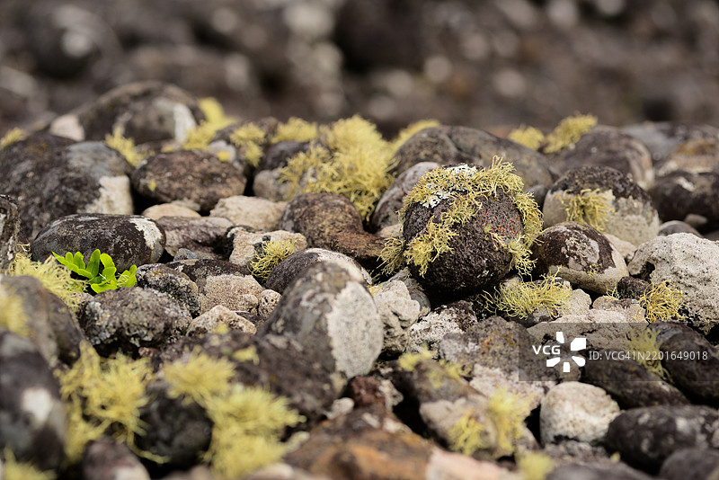各种质感的石头特写，覆盖着鲜艳的黄绿色苔藓，夹杂着小片绿色植物，展现在岩石地形中。图片素材