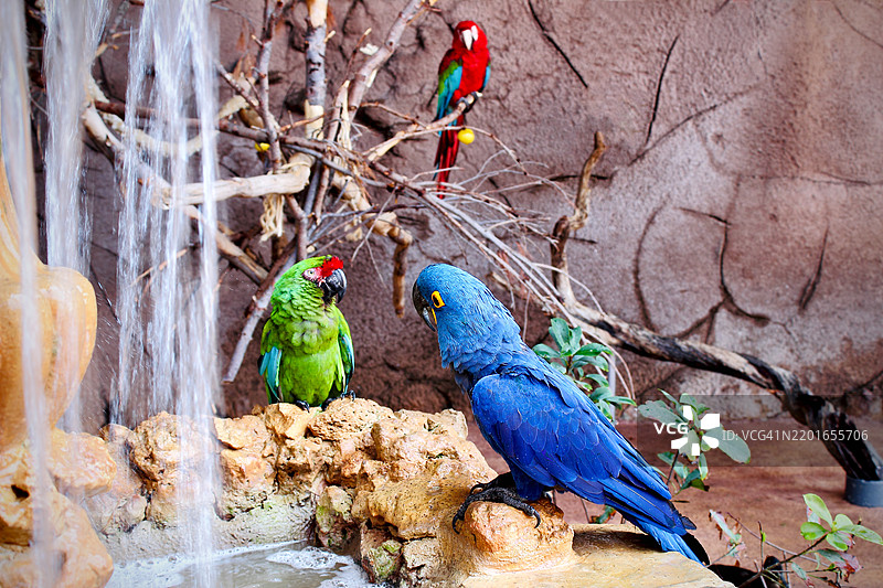 三只金刚鹦鹉图片素材