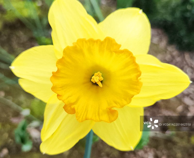 花园中的美丽花朵图片素材