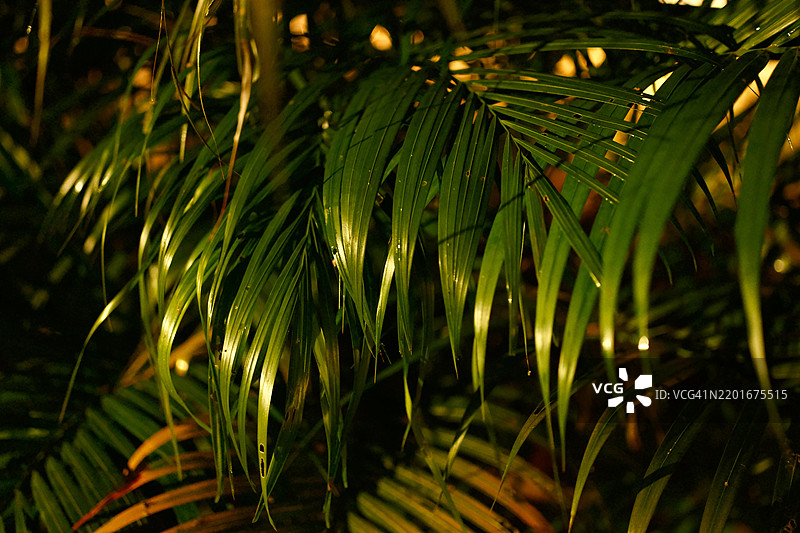 暴露在光线下的叶子图片素材