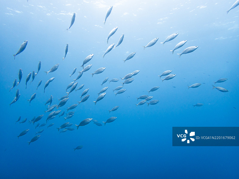 地中海中的鱼群图片素材