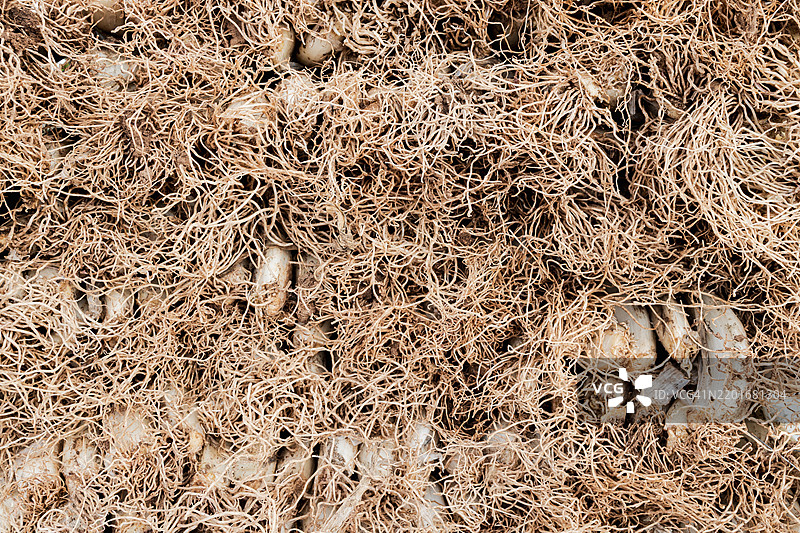 新鲜的卡尔索特准备好烤制了图片素材