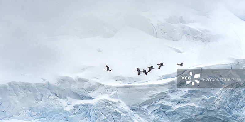 鸟群在令人惊叹的南极雪景中飞行排列图片素材