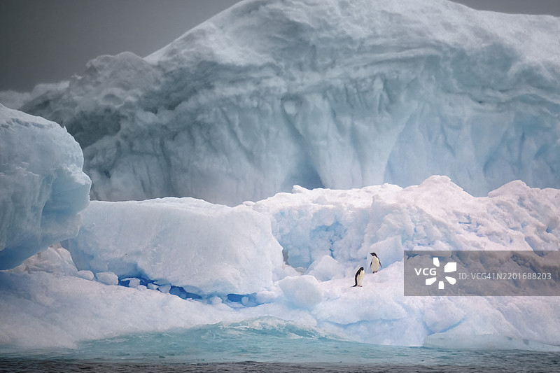 令人惊叹的阿德利企鹅在冰雪覆盖的景观中图片素材