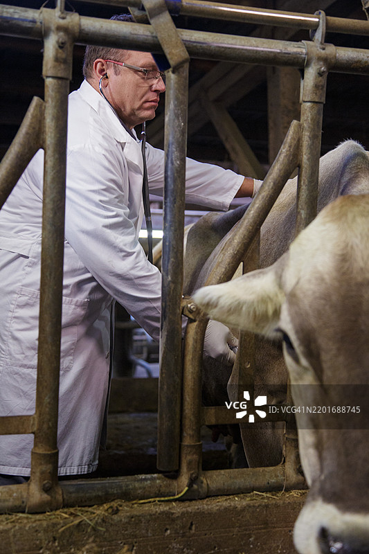 兽医在马厩工作图片素材
