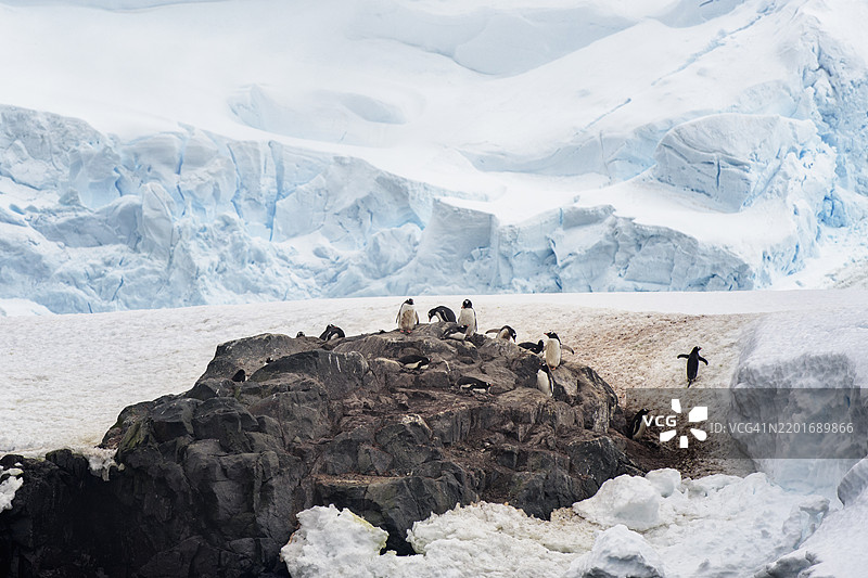 可爱的金图企鹅从南极米克尔森港的栖息地出发图片素材