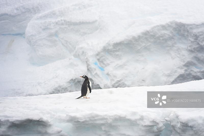 可爱的金图企鹅在南极米克尔森港的雪地冰原中回头望去图片素材