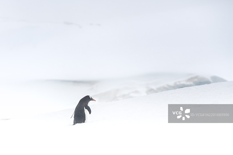 可爱的金图企鹅在南极米克尔森港的雪地中前行图片素材