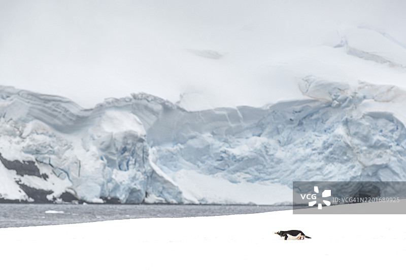 在南极半岛的米克尔森港，趴着的可爱企鹅图片素材