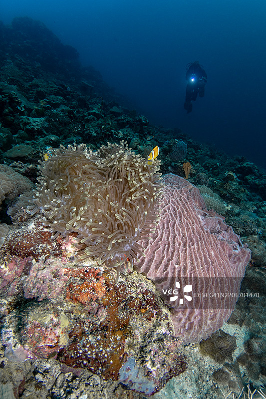 红海水下的硬珊瑚、大海绵和海葵鱼的景象，潜水时拍摄。图片素材