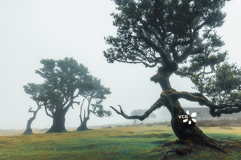 马德拉岛法纳尔的雾天图片素材