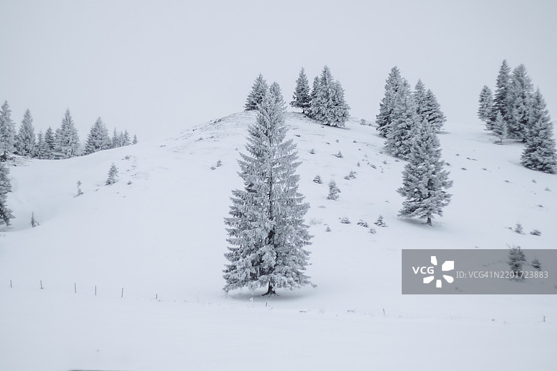 维利卡普拉尼纳上被雪覆盖的树木照片图片素材