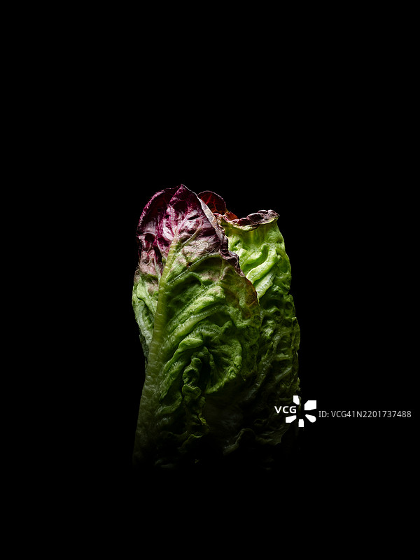 湿润的叶子特写，背景为黑色图片素材