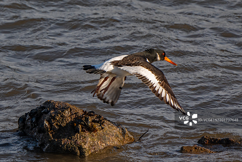 飞翔在湖面上的黑嘴鸥特写镜头图片素材