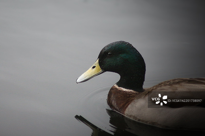 法国湖泊中游泳的绿头鸭特写图片素材
