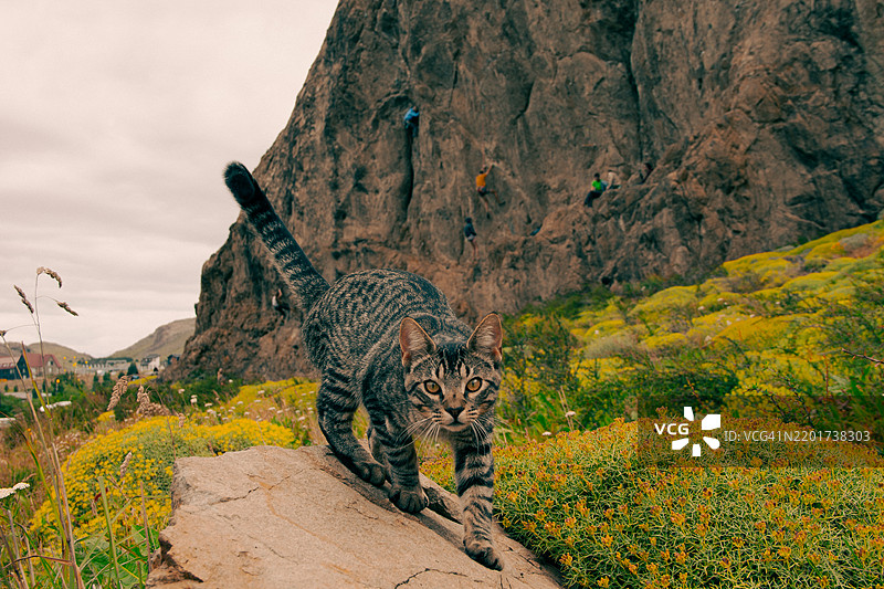 站在岩石上对着天空的老虎肖像图片素材